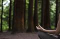 Meditating in a pine forest