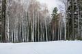 Winter forest with snow