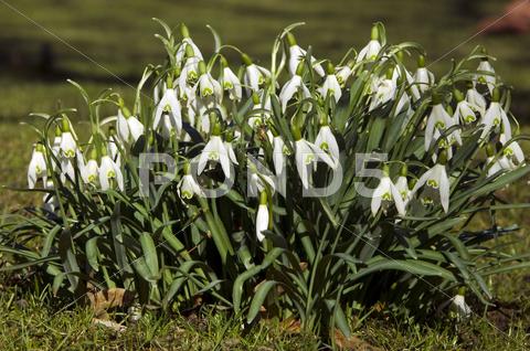 Stock photo of Spring snowdrops flower - beginning spring