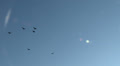 Cormorants In Flight, Bird, Birds, Fly, Flying, Lens Flare, 4K, UHD