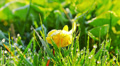 drops of dew on a green grass. 4K. FULL HD, 4096x2304.