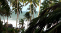 Palm trees on the coast of the Indian Ocean. Sri Lanka.