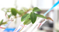 Researcher drops fluid into test tube with plant specimen.