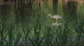 Gray heron eats a small fish