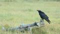 Raven perched on branch flying away at end