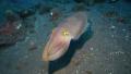 Cuttlefish swimming along ocean floor at night