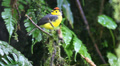 A Collared Redstart (Myioborus torquatus) in the cloud forest of Costa Rica