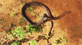 Asian cobra. High Angle hand man teases a dangerous snake.