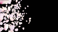 Cherry blossom petals transition 29.97p