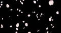 Cherry blossom petals falling loop 29.97p