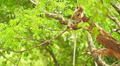 long tail macaque