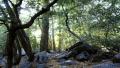 Forest Sunlight LM06 Timelapse Pine Trees Video