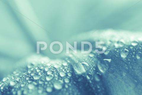 Stock photo of wet leaf