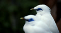 Closeup of a couple of curious Bali Myna birds Video