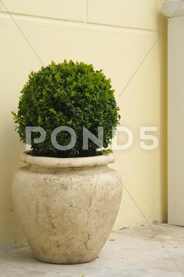 Stock photo of Plant in big ceramic pot