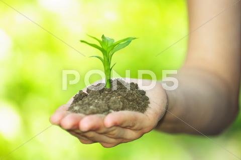 Plant In Hand