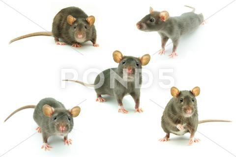 Stock photo of rat