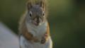 ative Red Squirrel from Canada Take2