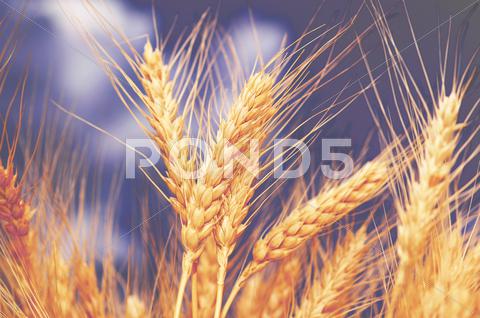 Stock photo of Wheat ears against the blue cloudy sky