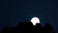 Moon with clouds passing - Brazilian Forest - timelapse Video