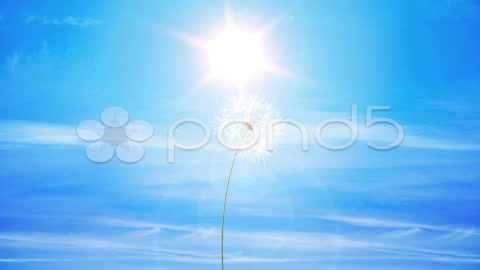 After Effects Project - Pond5 Dreamy Dandelion Logo Reveal AE Version 5 36455959 After Effects Project - Pond5 Dreamy Dandelion Logo Reveal AE Version 5 36455959