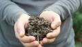 Dead bees - beekeeper shows a handful of dead bees. Video