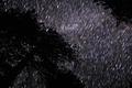 Star Trails in Night Sky Astrophotography and pine tree silhouette Photo