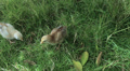 video clip 36600669