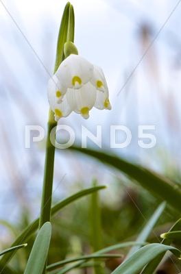 Spring Snowflake Flower (Leucojum Vernum), Close-Up