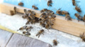 Bees at the inlet to the hive. Video