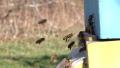 Bees flying into a beehive - slow motion Full HD Video