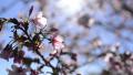 Cherry Blossoms Dolly 10 R Slow Motion 24fps Video