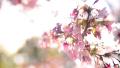 video clip 36851015