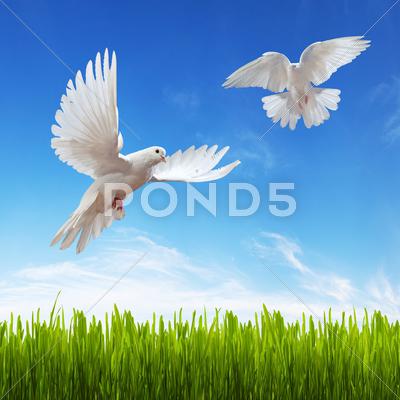 White Dove, Grass And Sky