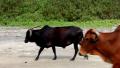 Goa stray cows Video