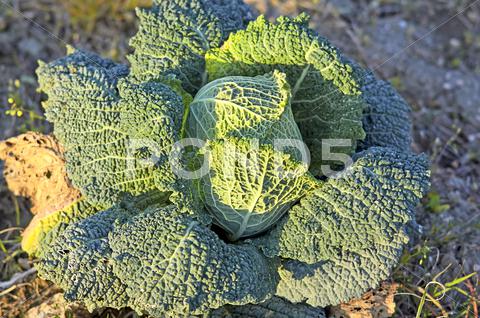 Stock photo of fruiting young green cabbage head