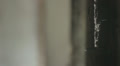 video clip 37116999