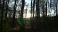 Sunset in Forest with singing birds Video