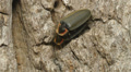 4K Winter Fireflies (Ellychnia corrusca) Mating 2 Video