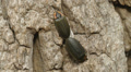 Winter Fireflies (Ellychnia corrusca) Mating 3 Video
