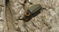 Winter Fireflies (Ellychnia corrusca) Mating 2 Video