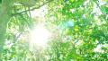 4K Forest Sunlight LM12 Video