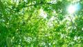 4K Forest Sunlight LM14 Video