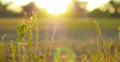 4K Green Grasses 04 Dolly R Macro Video