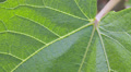 Leaf of common fig (Ficus Carica) Video
