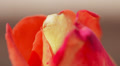 Rosebud (Louis de Funes) - macro shot Video