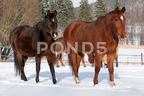 Stock photo of Herd of standing horses in the winter
