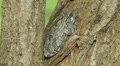 4K Gray Treefrog (Hyla versicolor) and Springtails 2 Video