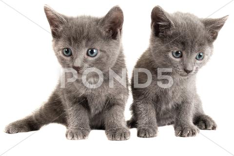Stock photo of Blue eyed grey kittens on white