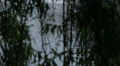 video clip 38190493